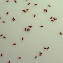 點(diǎn)擊查看 SC-B1型微小浮游動(dòng)物自動(dòng)計(jì)數(shù)儀（掃描款） 詳細(xì)