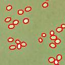 點(diǎn)擊查看 SC-B2型多功能魚卵貝苗自動(dòng)計(jì)數(shù)儀 詳細(xì)